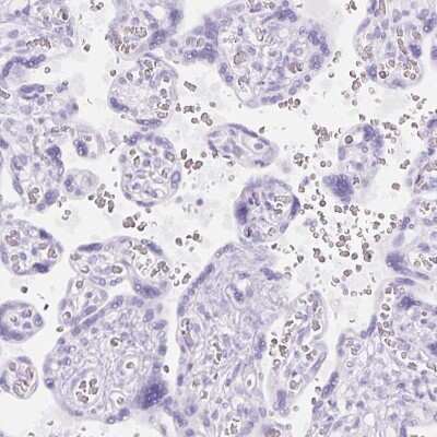 Immunohistochemistry-Paraffin: TMEM151B Antibody [NBP2-30694]