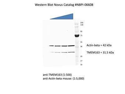 Western Blot: TMEM163 Antibody [NBP1-06608]