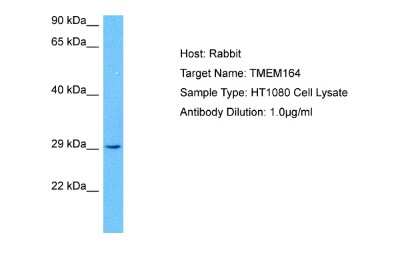 Western Blot: TMEM164 Antibody [NBP2-85936]