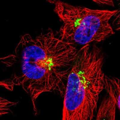 Immunocytochemistry/ Immunofluorescence: TMEM165 Antibody [NBP1-90651]