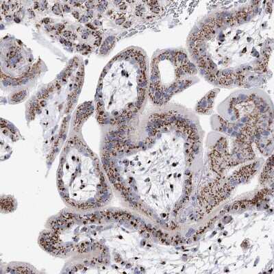 Immunohistochemistry-Paraffin: TMEM165 Antibody [NBP1-90651]