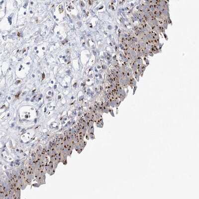 Immunohistochemistry-Paraffin: TMEM165 Antibody [NBP1-90651]