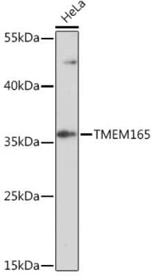 Western Blot: TMEM165 AntibodyAzide and BSA Free [NBP3-15530]