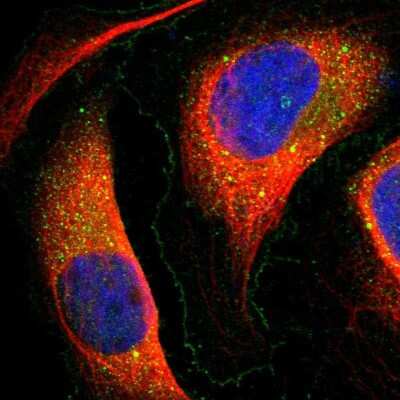 Immunocytochemistry/ Immunofluorescence: TMEM166 Antibody [NBP1-92517]