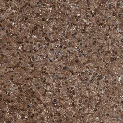 Immunohistochemistry-Paraffin: TMEM166 Antibody [NBP1-92517]