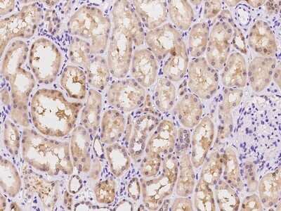 Immunohistochemistry-Paraffin: TMEM168 Antibody [NBP2-97864]