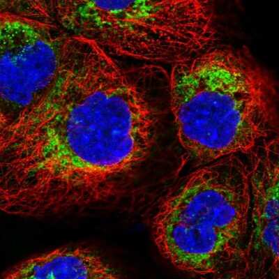 Immunocytochemistry/ Immunofluorescence: TMEM18 Antibody [NBP1-90558]