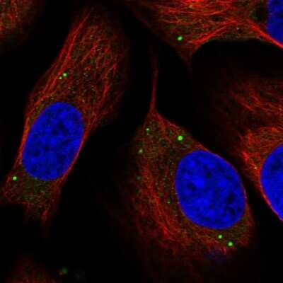 Immunocytochemistry/ Immunofluorescence: TMEM181 Antibody [NBP1-93711]