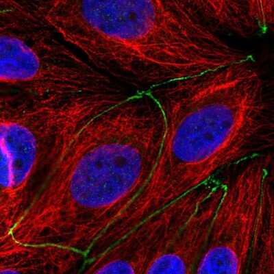 Immunocytochemistry/ Immunofluorescence: TMEM186 Antibody [NBP2-57598]