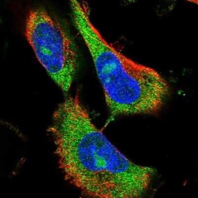 Immunocytochemistry/ Immunofluorescence: TMEM187 Antibody [NBP1-85373]