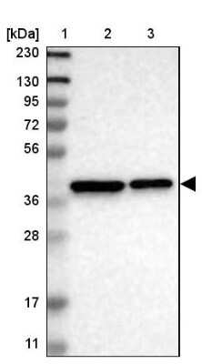 Western Blot: TMEM19 Antibody [NBP1-90422]