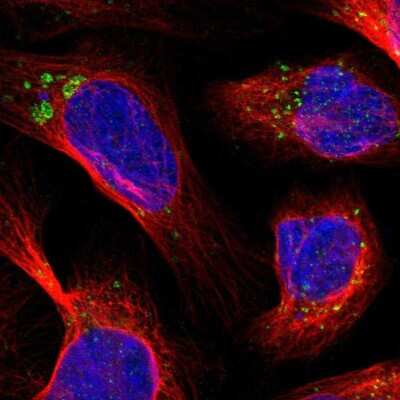 Immunocytochemistry/ Immunofluorescence: TMEM192 Antibody [NBP1-93798]