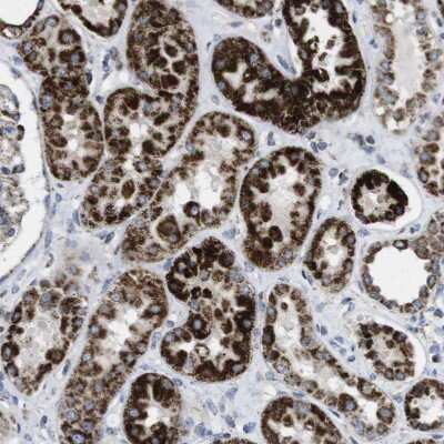 Immunohistochemistry-Paraffin: TMEM192 Antibody [NBP1-93798]