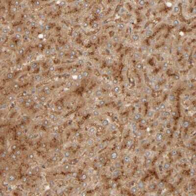 Immunohistochemistry-Paraffin: TMEM192 Antibody [NBP1-93799]