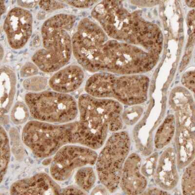 Immunohistochemistry-Paraffin: TMEM192 Antibody [NBP1-93799]