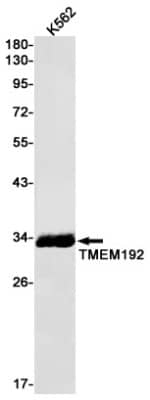 Western Blot: TMEM192 Antibody (S02-4J4) [NBP3-19786]