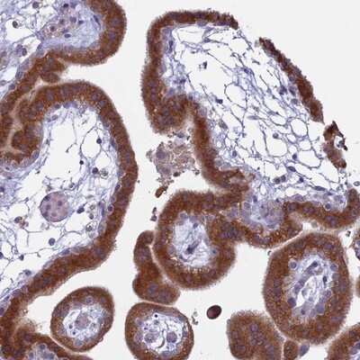 Immunohistochemistry-Paraffin: TMEM208 Antibody [NBP1-92518]