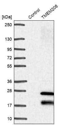 Western Blot: TMEM208 Antibody [NBP1-92519]