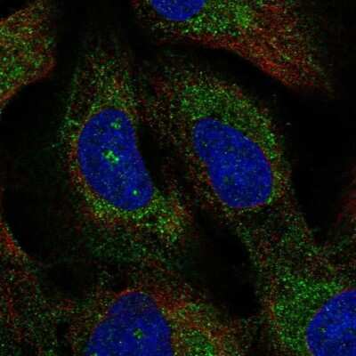 Immunocytochemistry/ Immunofluorescence: TMEM212 Antibody [NBP2-58319]