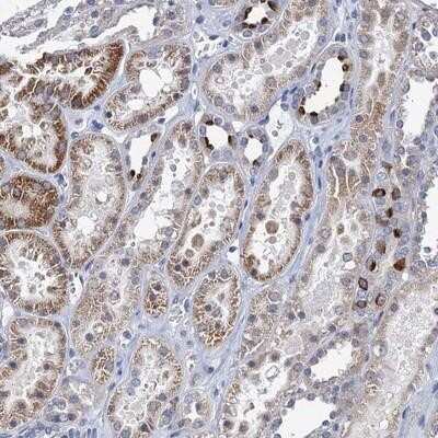 Immunohistochemistry-Paraffin: TMEM221 Antibody [NBP1-90972]