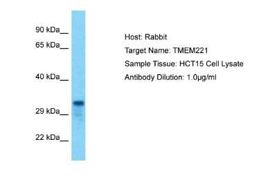 Western Blot: TMEM221 Antibody [NBP2-83685]