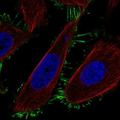 Immunocytochemistry/ Immunofluorescence: TMEM229A Antibody [NBP2-33783]