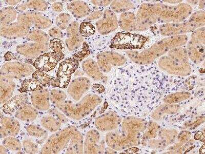 Immunohistochemistry-Paraffin: TMEM248 Antibody [NBP3-06060]