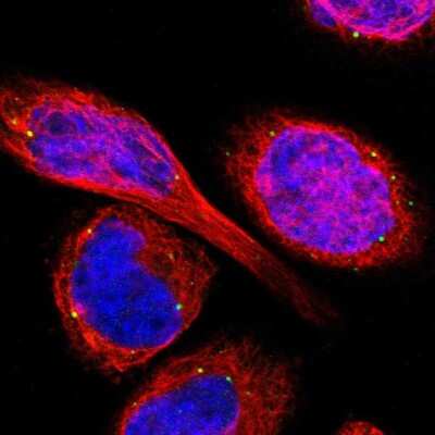 Immunocytochemistry/ Immunofluorescence: TMEM25 Antibody [NBP1-82237]