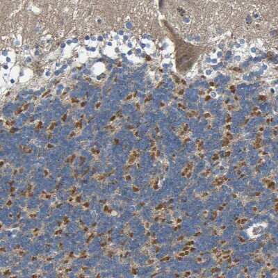 Immunohistochemistry-Paraffin: TMEM25 Antibody [NBP1-82237]