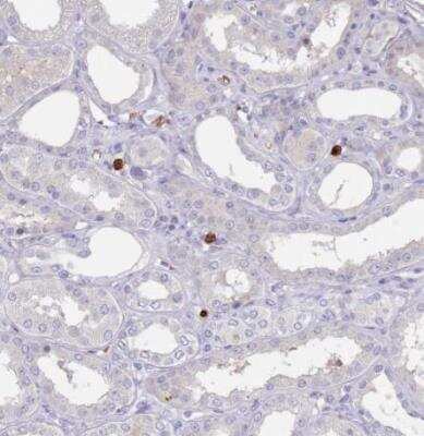 Immunohistochemistry-Paraffin: TMEM251 Antibody [NBP2-14644]