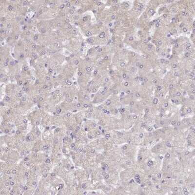 Immunohistochemistry-Paraffin: TMEM253 Antibody [NBP2-14768]