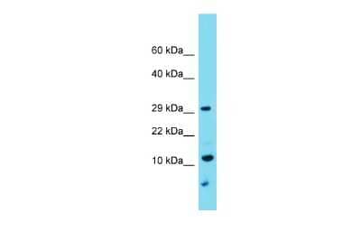 Western Blot: TMEM261 Antibody [NBP2-83689]