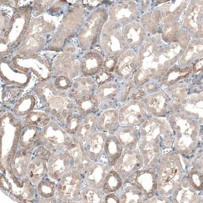 Immunohistochemistry-Paraffin: TMEM30A Antibody [NBP1-86739]
