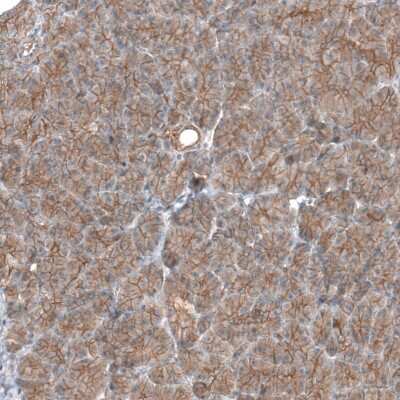 Immunohistochemistry-Paraffin: TMEM30A Antibody [NBP1-86739]