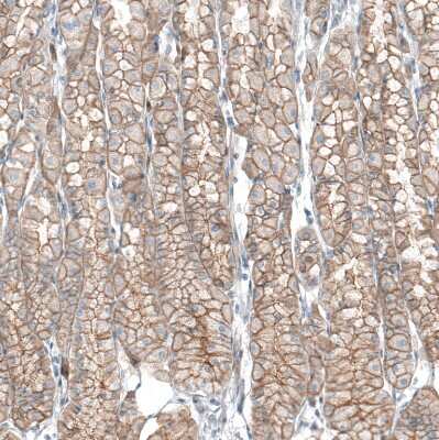 Immunohistochemistry-Paraffin: TMEM30A Antibody [NBP1-86739]