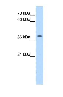 Western Blot: TMEM30A Antibody [NBP1-59474]