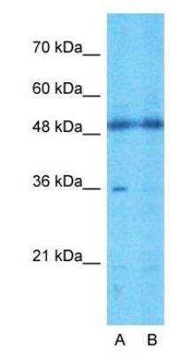 Western Blot: TMEM30A Antibody [NBP1-59474]