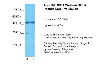 Western Blot: TMEM30A Antibody [NBP1-59474]