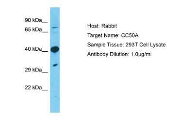 Western Blot: TMEM30A Antibody [NBP1-59474]