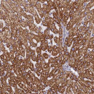 Immunohistochemistry-Paraffin: TMEM30B Antibody [NBP1-85718]