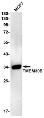 Western Blot: TMEM30B Antibody (S09-9G7) [NBP3-19788]