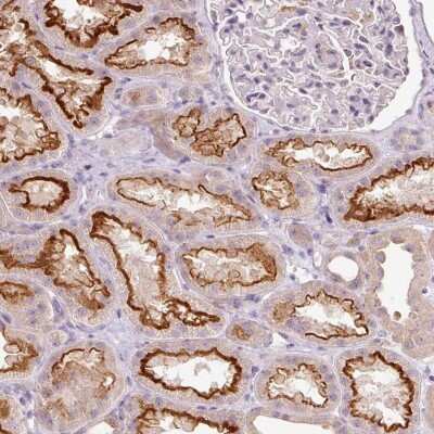 Immunohistochemistry-Paraffin: TMEM37 Antibody [NBP2-47602]