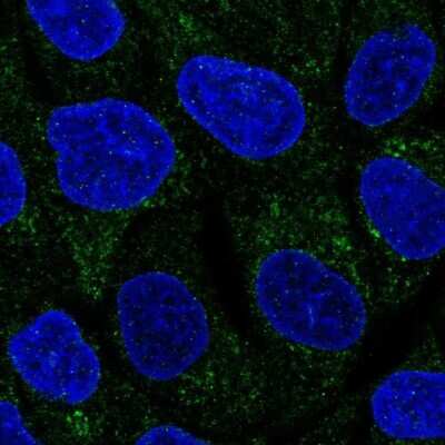 Immunocytochemistry/ Immunofluorescence: TMEM40 Antibody [NBP1-92521]