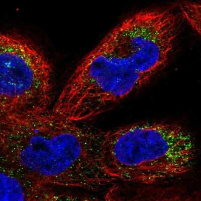 Immunocytochemistry/ Immunofluorescence: TMEM41B Antibody [NBP1-81552]