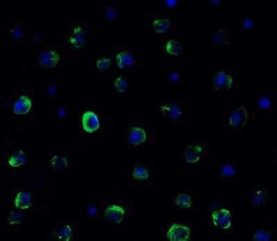 Immunocytochemistry/ Immunofluorescence: TMEM41B Antibody - BSA Free [NBP3-12857]