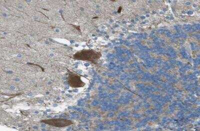 Immunohistochemistry-Paraffin: TMEM41B Antibody [NBP1-81552]