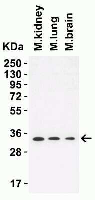 Western Blot: TMEM41B AntibodyBSA Free [NBP3-12857]