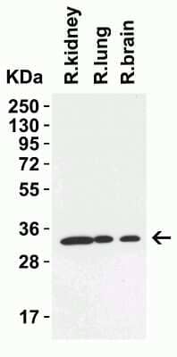 Western Blot: TMEM41B AntibodyBSA Free [NBP3-12857]