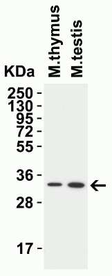 Western Blot: TMEM41B AntibodyBSA Free [NBP3-12858]