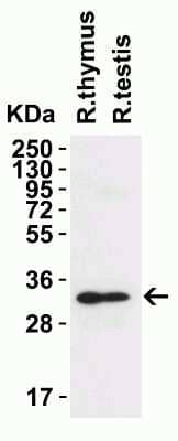 Western Blot: TMEM41B AntibodyBSA Free [NBP3-12858]